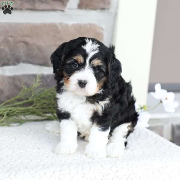 Kali, Cavapoo Puppy